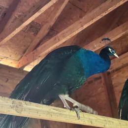 Peacocks for Sale or Trade in Harlan, ky