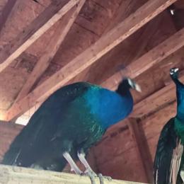 Peacocks for Sale or Trade in Harlan, ky