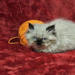 Himalayan Female Kitten Available in Orange in Harrisonburg, va