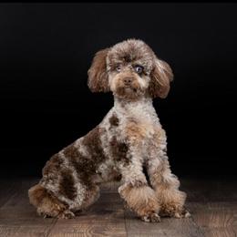 Proven Chocolate Merle Toy Poodle Stud Available in Saginaw, mi