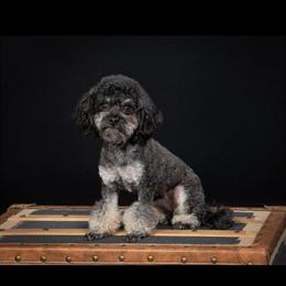 Toy Poodle Stud Available - Dexter in Saginaw, mi