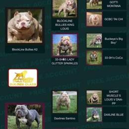 American Pocket Bully Stud Available in Cincinnati, oh