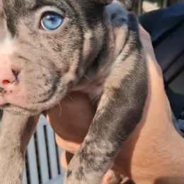 American Bully Puppy Ready for Forever Home in Cincinnati, oh