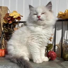 Gorgeous Ragdoll Kittens Available Now in Youngstown, oh