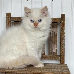 TICA Ragdoll Kittens Available Now with Health Guarantee in Youngstown, oh