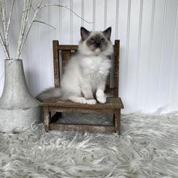 Beautiful Ragdoll Kittens Available Now in Youngstown, oh
