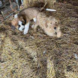 Goldendoodle Puppies Available - 4 Months Old in Washington Court House, oh