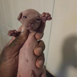Sphynx Kittens for Sale - Bambino, Elf, and Dwelf Types in Tampa, fl