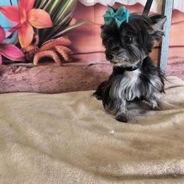 Yorkshire Terrier Stud Breeding Service Available in Lehigh Acres, fl