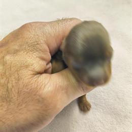 Tcup Yorkshire Terrier Female in Chocolate Color in Lehigh Acres, fl