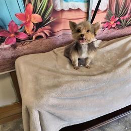 Yorkshire Terrier Stud Breeding Service in Lehigh Acres, fl
