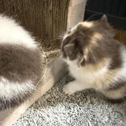 Exotic Shorthair Chocolate Calico Cat Available for Adoption in Palm Coast, fl