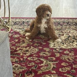 Mini Golden Poodle for Adoption in Fredericksburg, va