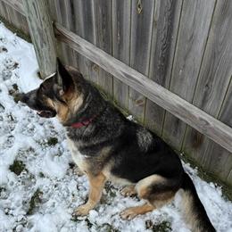 German Shepherd Dog Novah - 4.5 Years Old, AKC Registered in Delaware, oh