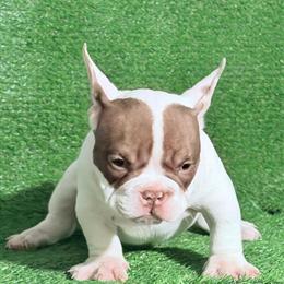 Puppies Available in Newark, nj