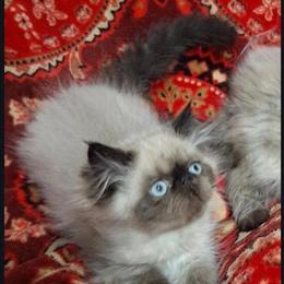 Himalayan Persian Kittens for Adoption in Los Angeles, ca