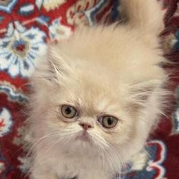 Persian Kittens - 8 Weeks Old with First Shots in Los Angeles, ca