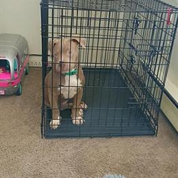 American Bully Female Available for Rehoming in Port Huron, mi
