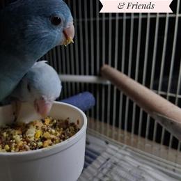 Baby Parrotlets for Sale: 1 Male American White Fallow and 1 Female Blue in New York, ny