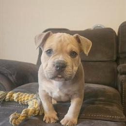 Pocket Bully Puppies Ready for New Homes in Detroit, mi