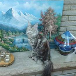 Maine Coon Kittens - European Line Available for Reservation in Orland Park, il