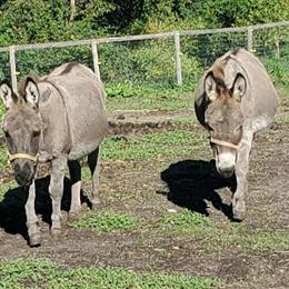 Mini Donkeys Mother-Daughter Pair for Adoption in Hopkins, mi