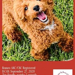 Toy Poodle Stud Services Available in Jacksonville, NC in Jacksonville, nc