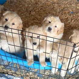 Golden Pyrenees Puppies Available in Fayetteville, nc