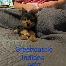 Tiny Male Yorkshire Terrier Looking for Forever Home in Greencastle, in