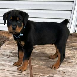 Male Rottweiler Puppy Available at 11 Weeks Old in Traverse City, mi