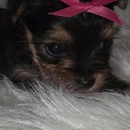 Tiny Female Yorkshire Terrier for Adoption in Greencastle, in