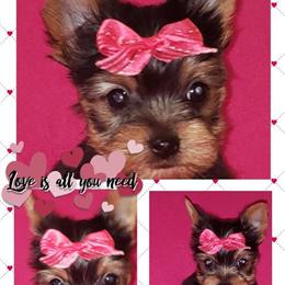 Tiny Female Yorkshire Terrier AKC - 2 to 3 lbs Full Grown in Greencastle, in
