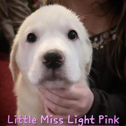 Great Pyrenees Mix Puppies Ready for New Homes in Lansing, mi