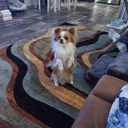 Chihuahua named Louie, 3 years old, looking for a calm home in Grand Rapids, mi