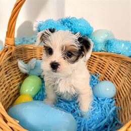 Yorkshire Terrier Males Ready for New Homes in Gastonia, nc