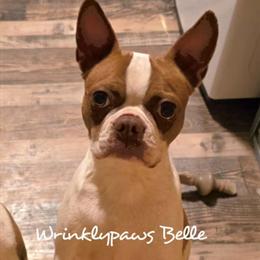 Boston Terriers due March 31 in Findlay, oh