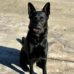 Male German Shepherd Available for Rehoming in Rural Hall, nc