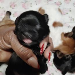 Pomeranian and Pekingese mix puppies available in Detroit, mi