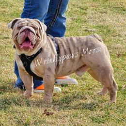 English Bulldogs Available April 15 in Findlay, oh