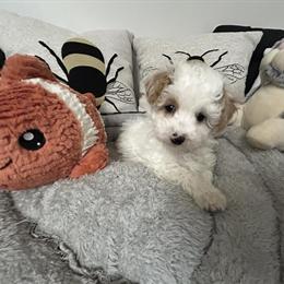Adorable male Maltipoo puppy looking for a loving home in Saint Johns, mi