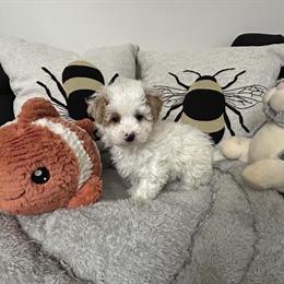 Adorable Maltipoo puppy looking for a loving home in Saint Johns, mi