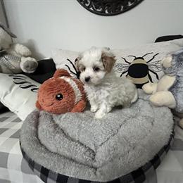 Maltipoo puppy looking for a loving home in Saint Johns, mi