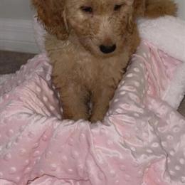 Golden Doodle Puppies Ready for Forever Homes in Sun City Center, fl