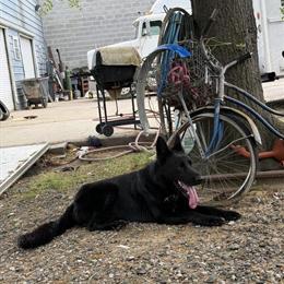 German Shepherd Puppies Available - 3 Males and 2 Females in North Augusta, sc