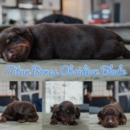 Doberman Puppies from Elite European Titan Litter in Charlotte, nc