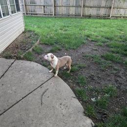 Rehoming Male American Bully - 4 Years Old in Livonia, mi