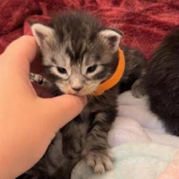 Maine Coon Kittens Available in Concord, nc
