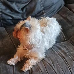 Yorkshire Terrier Puppies Available in Richmond, VA - 2 Girls & 1 Boy in Richmond, va