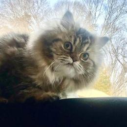 Gorgeous Persian Cat in Concord, nc