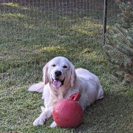 Champion English Cream Golden Retriever Male Available for Stud in Lansing, mi